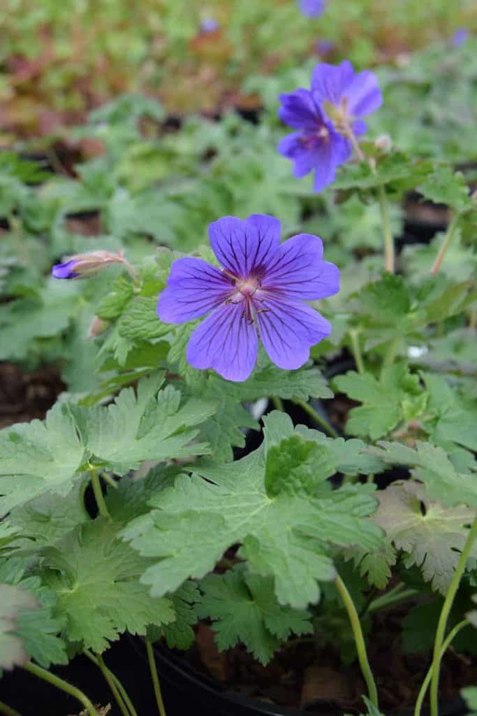 Geranium x magnificum ---